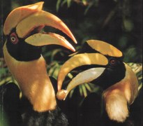 Hornbill 