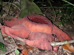 Rafelsia