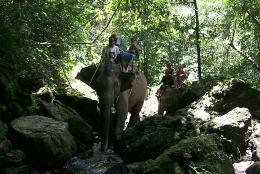 Elephant Trekking