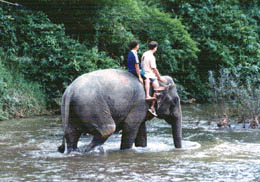 Elephant-ride in Khao Sok