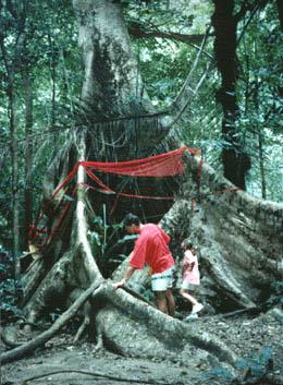 Trees over 1000 years old