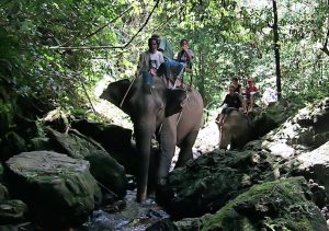 Phuket Elephant Trekking Safari