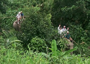 Phuket Elefanten-Trekking-Safari