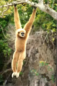 Gibbon Thailand Monkey