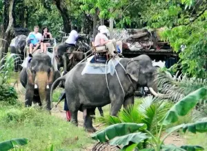 Phuket Elephant Trekking in Thailand