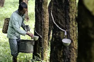 Thailand Rubber Plantation