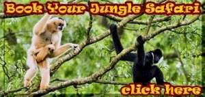 Book Your Jungle Safari