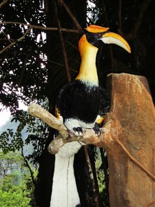 Hornbill of Phuket Island