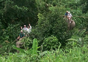 Phuket Elephant Trekking