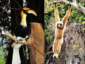 Thailand Hornbill & Gibbon