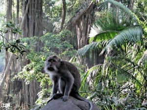 Thailand Jungle Monkey